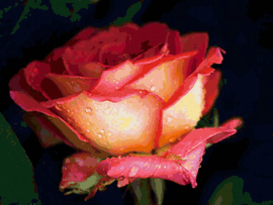 роза - цветы, цветок, розы, роза - предпросмотр