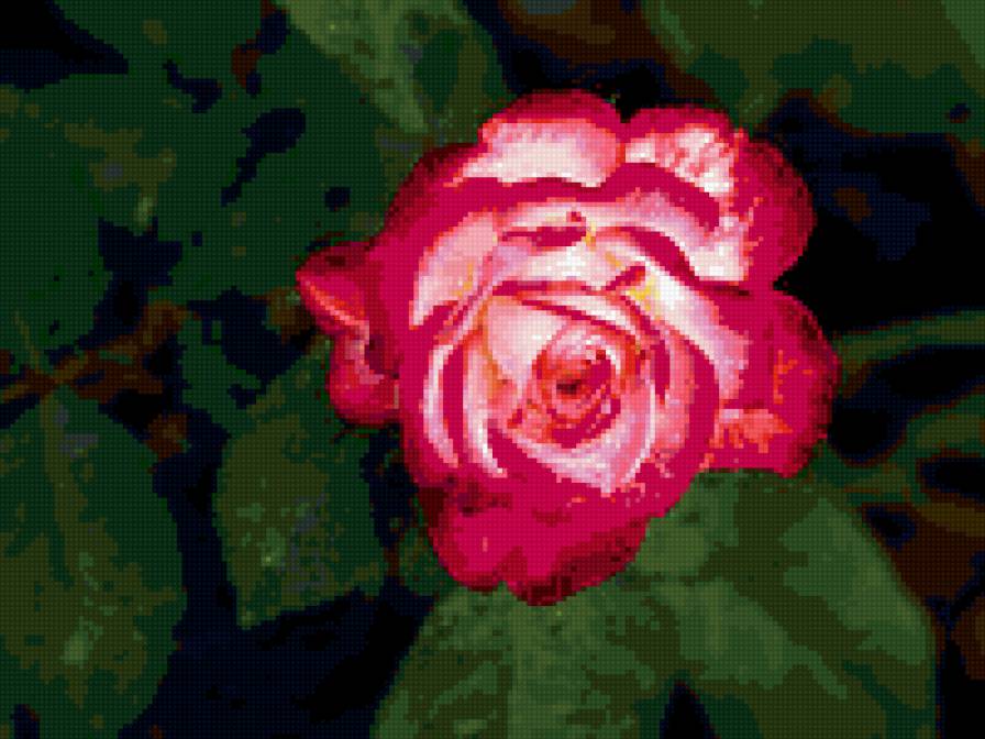 роза - роза, цветы, цветок, розы - предпросмотр