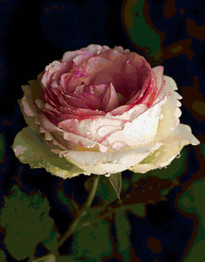 роза - розы, капли, цветок, цветы, роза - предпросмотр