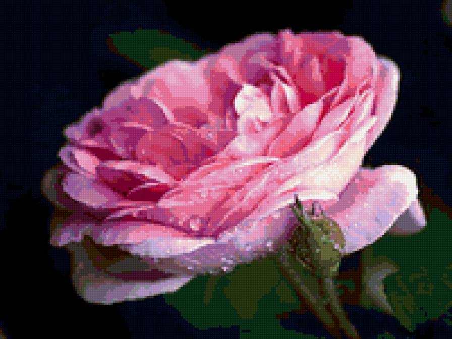 роза - цветы, роза, розы, цветок - предпросмотр