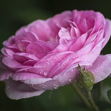 Схема вышивки «роза»