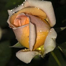 Схема вышивки «роза»