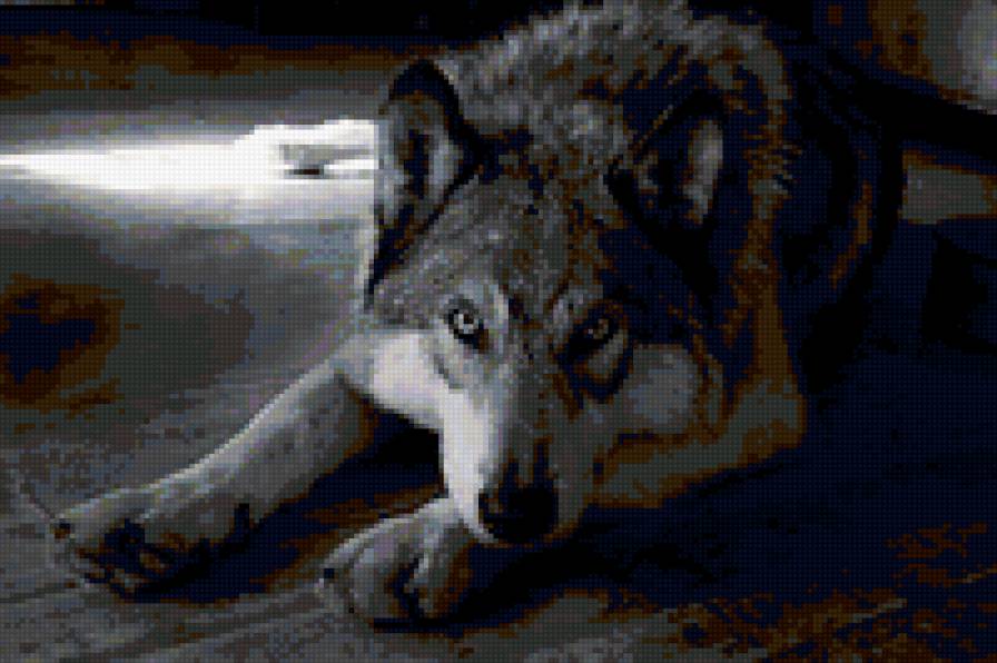 Преданость - волк, взгляд, хищник - предпросмотр