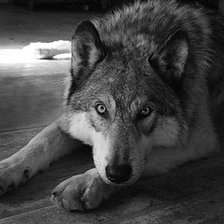 Схема вышивки «Преданость»