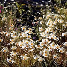 Схема вышивки «Серия "Полевые цветы"»