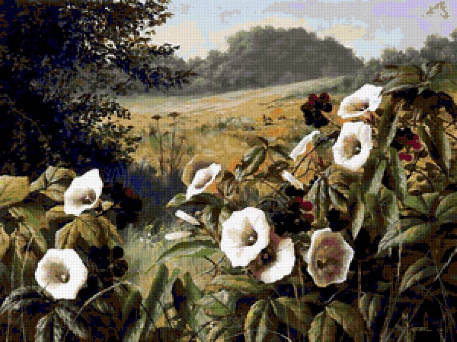 Серия "Полевые цветы" - поле, пейзаж, вьюн, цветы, лето - предпросмотр