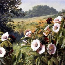 Схема вышивки «Серия "Полевые цветы"»