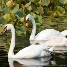 Схема вышивки «пара лебедей»