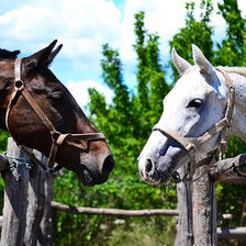 Схема вышивки «кони»