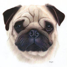 Схема вышивки «Мопс»