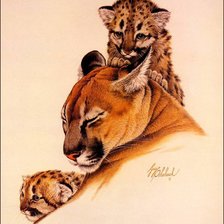 Семейство кошачьих