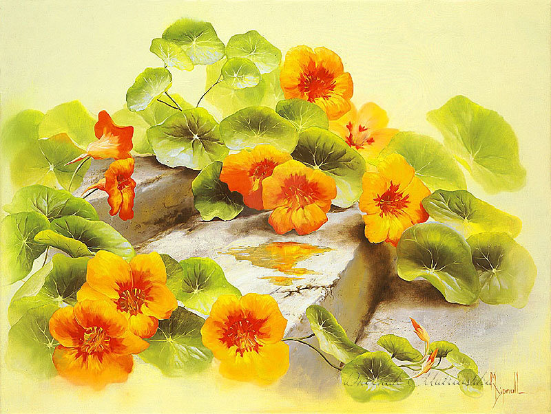 Серия "Полевые цветы" - цветы, настурция, пейзаж, поле, лето - оригинал