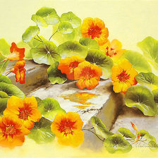 Схема вышивки «Серия "Полевые цветы"»