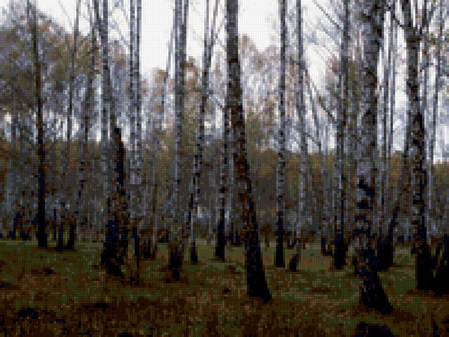 березовая роща - лес, березы - предпросмотр