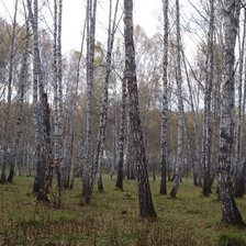 березовая роща
