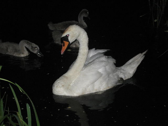 лебеди - лебеди - оригинал