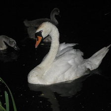 Схема вышивки «лебеди»