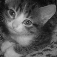 Схема вышивки «Котенок»