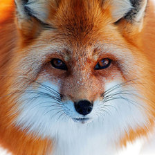 Схема вышивки «Лиса»