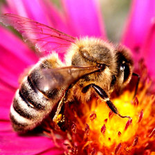 Пчела на цветке