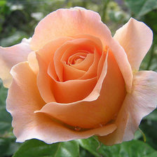 Схема вышивки «пастельная»