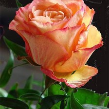 Схема вышивки «кремовая»