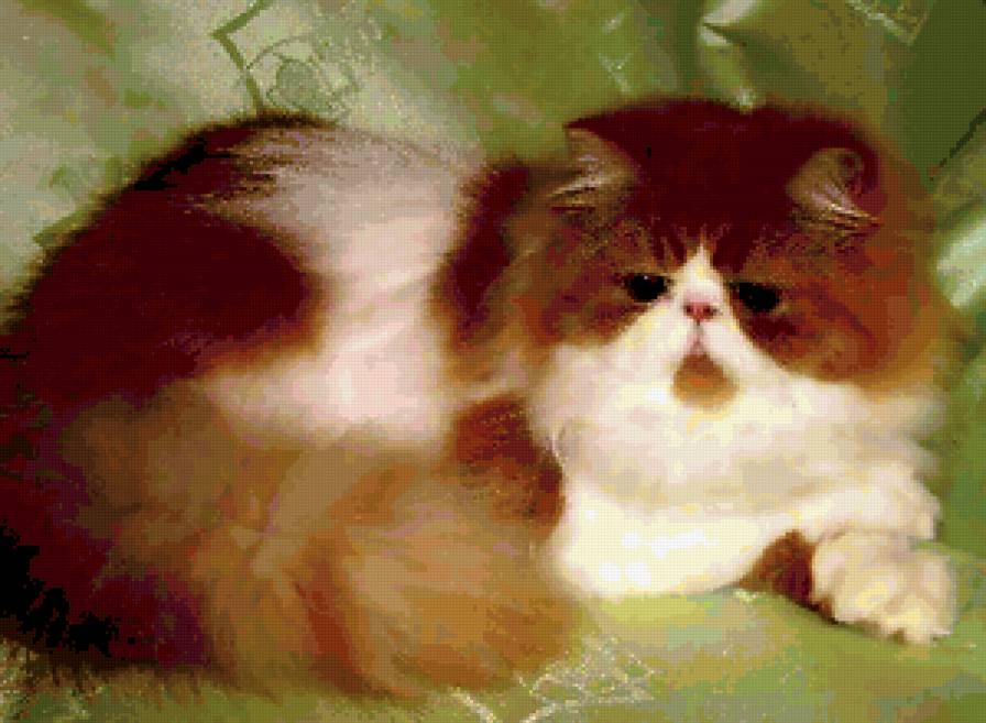 Перса - кошки, рыжик - предпросмотр