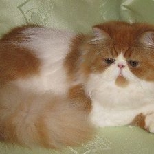 Схема вышивки «Перса»