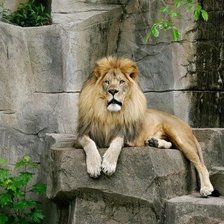 Царь зверей