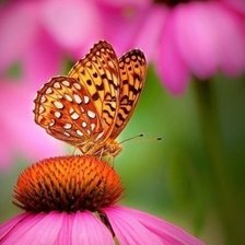 Схема вышивки «бабочка»