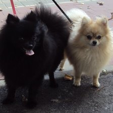 Схема вышивки «Spici»