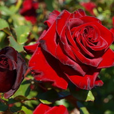 Схема вышивки «розы»