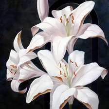 Цветы Ludivine Corominas