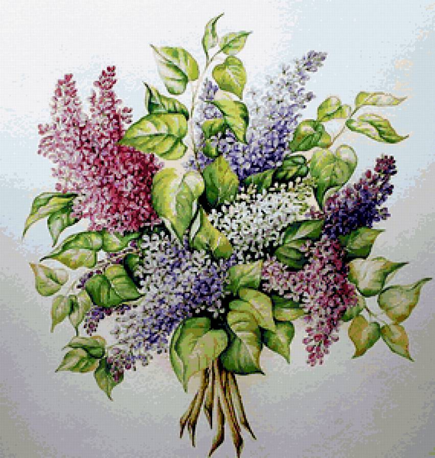 букет сирени - сирень - предпросмотр