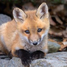 Схема вышивки «лисенок»