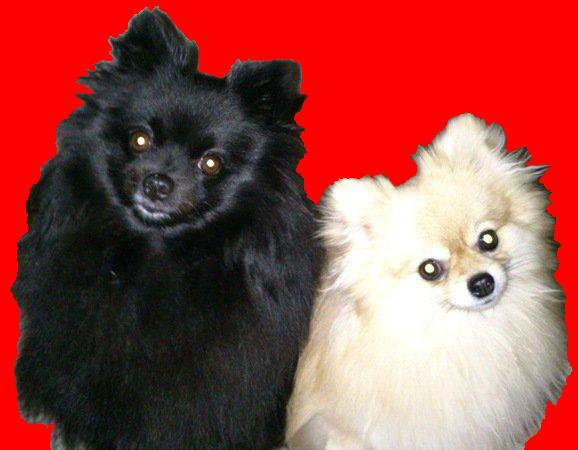 ызшсш3 - оригинал