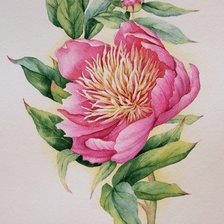 Схема вышивки «пион»