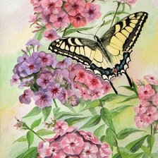 Схема вышивки «флоксы и бабочки»