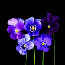 Схема вышивки «Анюткины глазки»