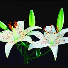 Схема вышивки «Белые цветы»