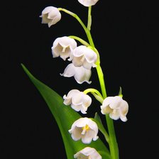 Схема вышивки «Ландыши»