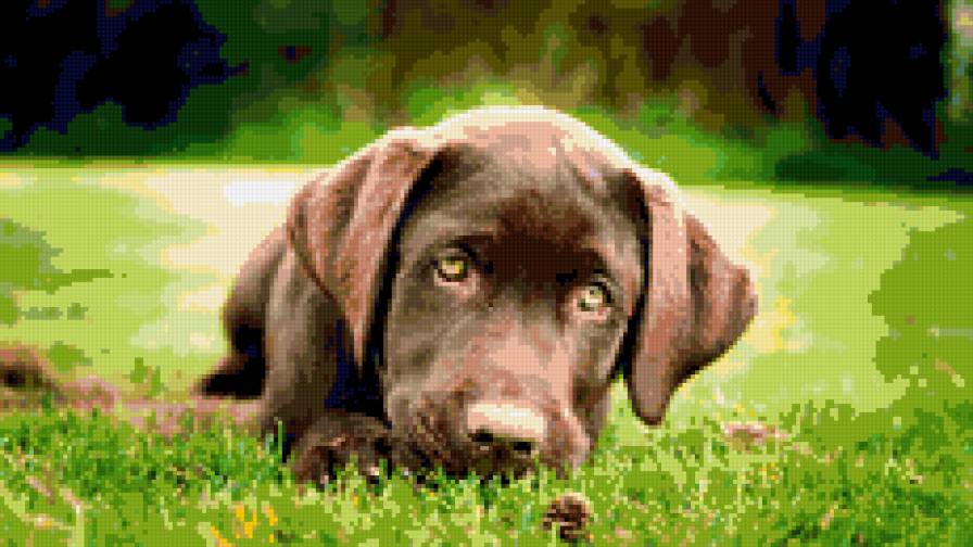 собака - собака - предпросмотр