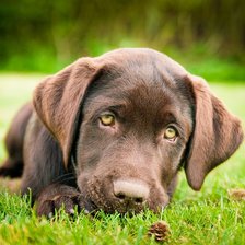 Схема вышивки «собака»