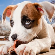 Схема вышивки «собака»