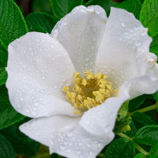 Схема вышивки «азалия»