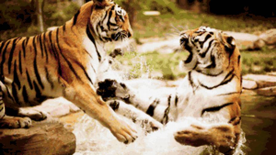 Тигры - тигр, тигры, животные - предпросмотр