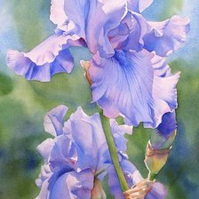 Схема вышивки «Ирис»