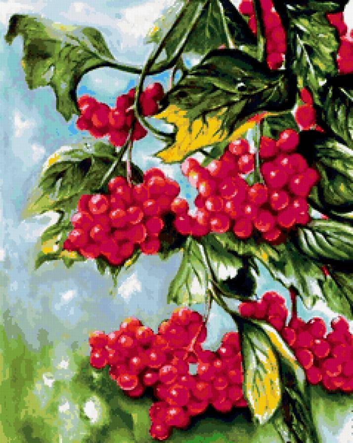 калина красная - калина - предпросмотр