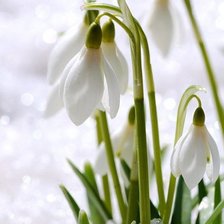 подснежники