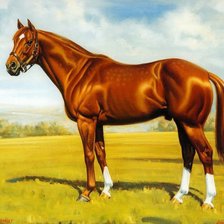 Схема вышивки «loshadi»